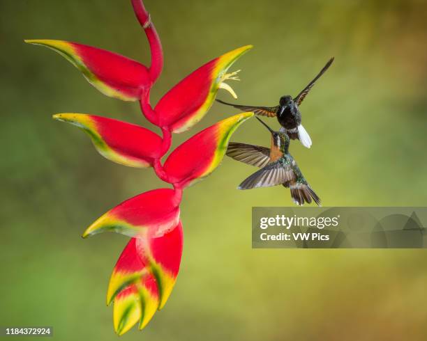 Male Black-bellied Hummingbird, Euperusa nigriventris, tries to drive away a female Purple-throated Mountain-gem Hummingbird, Lamporis calolaemus, as...