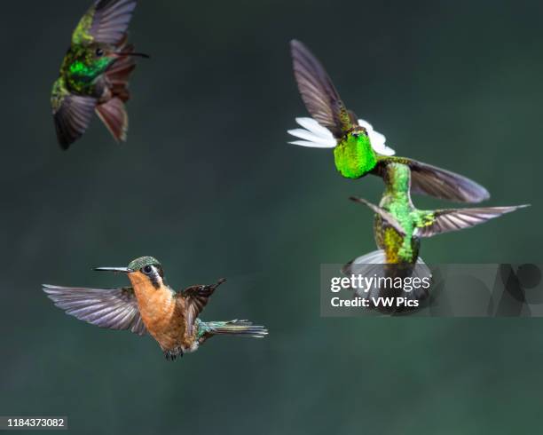 Female female Purple-throated Mountain-gem Hummingbird, Lamporis calolaemus, flies to a nearby feeder while other hummingbirds face off against each...