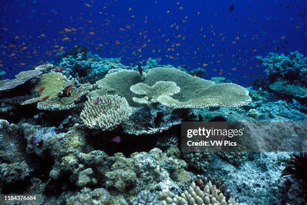 Great Barrier Reef, north-east of Port Douglas, Queensland, Australia, Western Pacific Ocean Coral, mostly of the genus Acropora