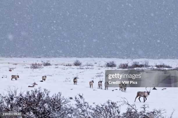 Caribous in winter landscape