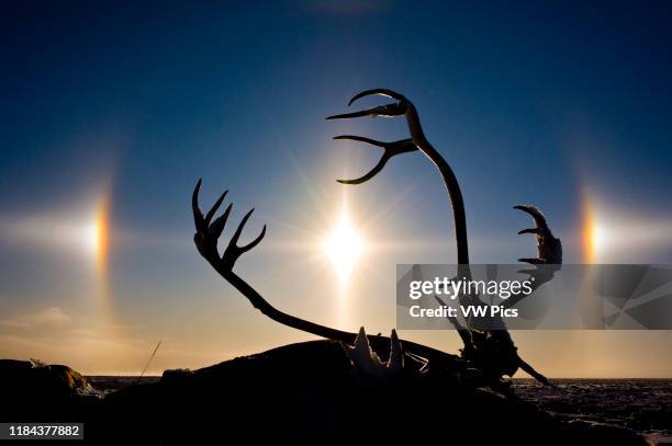 Caribou antlers at sunrise on snowy Hudson Bay coast, Churchill, MB, Canada