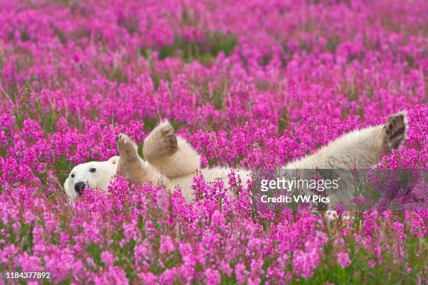 Polar Bear in fireweed on an island off the sub-arctic coast of Hudson Bay, Churchill, Manitoba, Canada. Bears come to spend the summer loafing on...