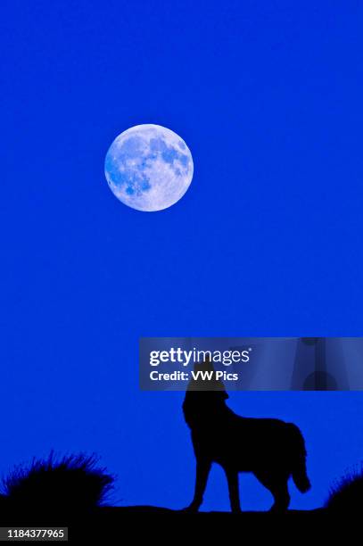 Digital composite of Gray Wolf silhouette Grey Wolf howling at the full moon in Monument Valley, Arizona, USA.