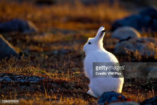 Arctic Hare in Fall tundra setting at sunset, Churchill, MB, Canada
