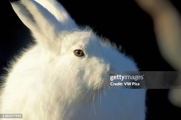 Adult Arctic Hare near Hudson Bay, Churchill area, Manitoba, Northern Canada