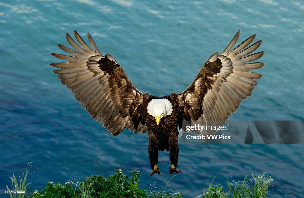 Nature and Wildlife