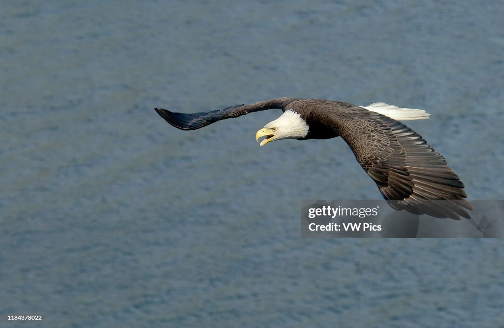 Nature and Wildlife