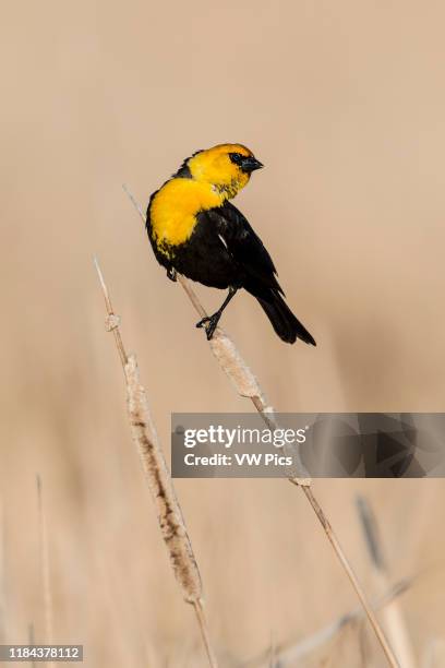 Yellow-headed Blackbird courtship display on a common cattail .