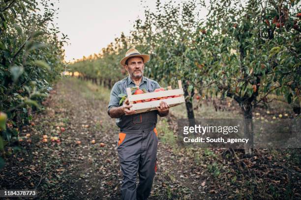 farmer walking in apple orchard - orchard stock pictures, royalty-free photos & images