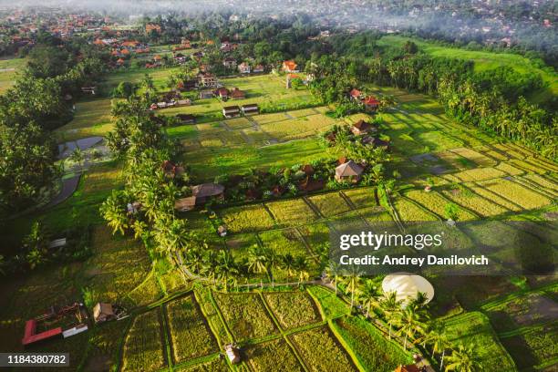 sunrise over rice fields in ubud, bali. aerial drone shot. - bali volcano stock pictures, royalty-free photos & images