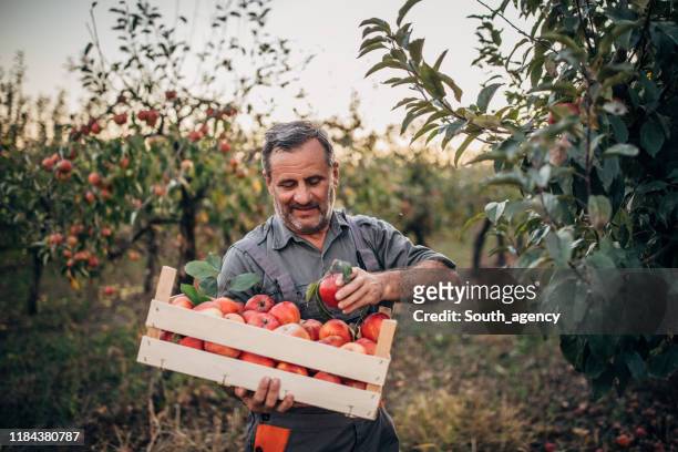 mann bauer holt äpfel in obstgarten - farmer harvest stock-fotos und bilder