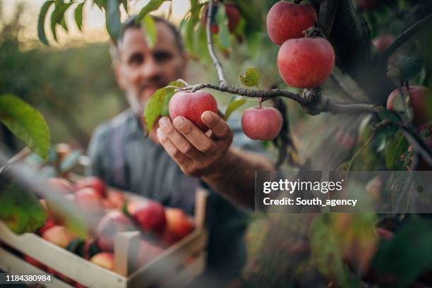 果樹園でリンゴを拾う農家 - 狩りをする ストックフォトと画像