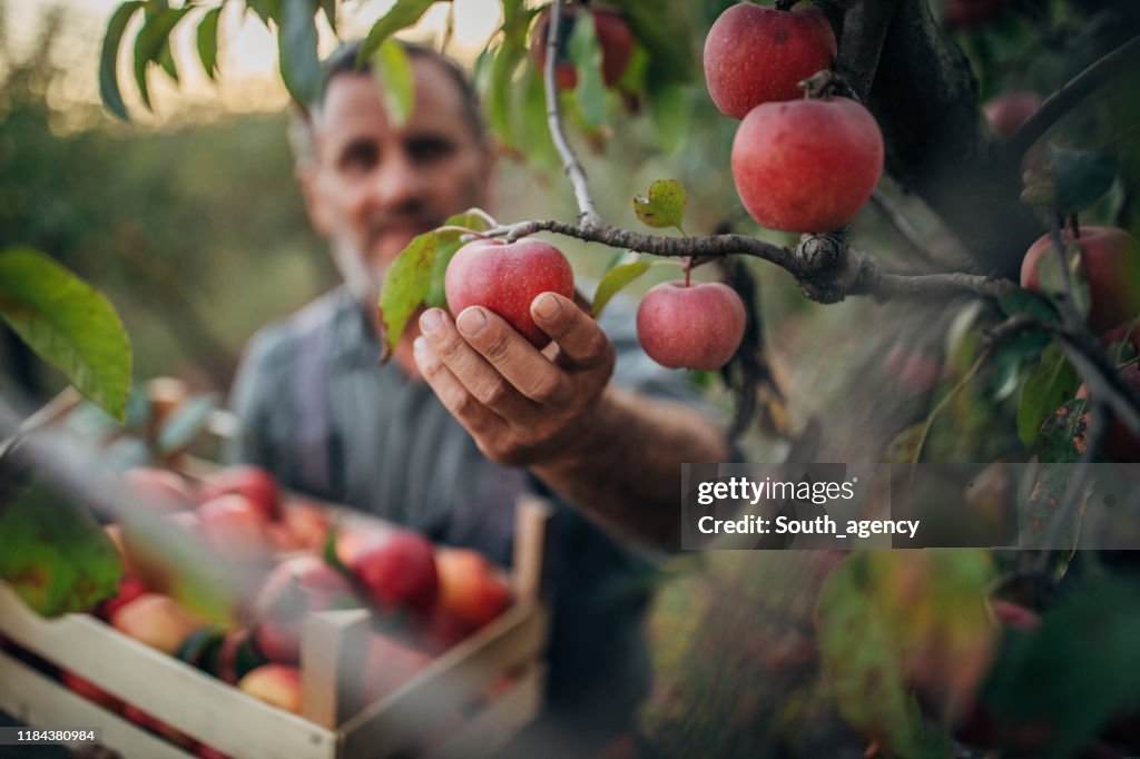 Farmer picking up apples in fruit orchard