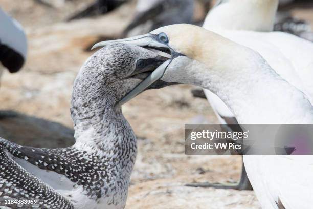 Australasian Gannet parent feeding chick close-up Cape Kidnappers, North Island New Zealand