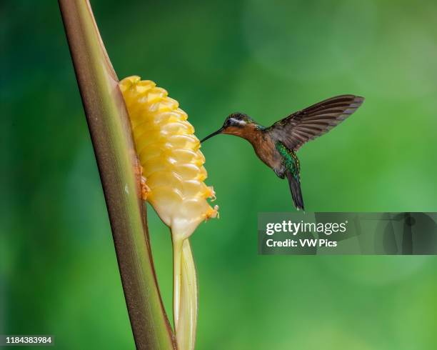 Female Purple-throated Mountain-gem Hummingbird, Lamporis calolaemus, feeds on the nectar of a tropical Rattlesnake Plant in Costa Rica.