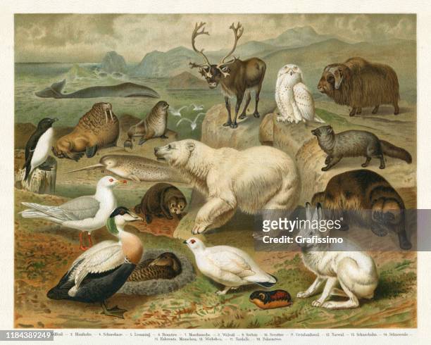 wild animals in the arctic region illustration - animal wildlife stock illustrations