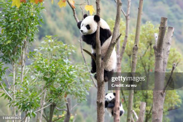 giant panda - pandas photos et images de collection