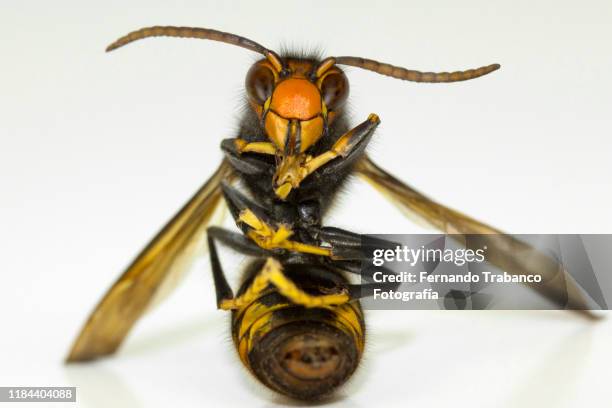 wasp sitting - murder hornets bildbanksfoton och bilder