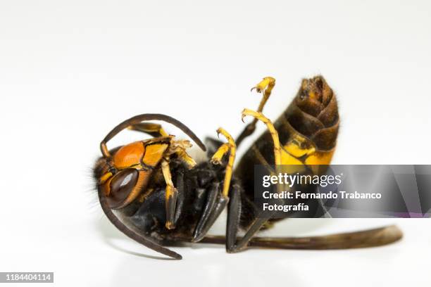 dead wasp - dead stockfoto's en -beelden