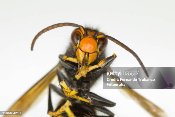wasp portrait - japanese giant hornet stock-fotos und bilder