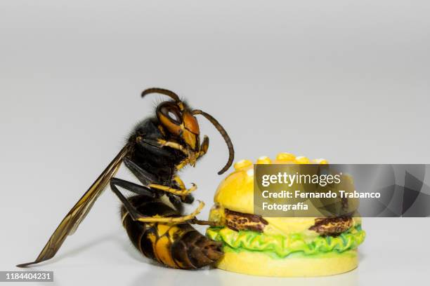 wasp eating a hamburger - japanese giant hornet stock-fotos und bilder