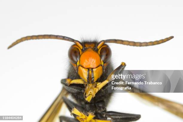 wasp portrait - murder hornet stock pictures, royalty-free photos & images