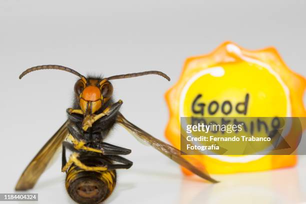 good morning - asian giant hornet stock pictures, royalty-free photos & images