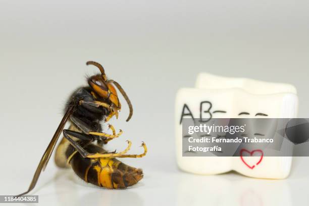 wasp reading - japanese giant hornet stock-fotos und bilder