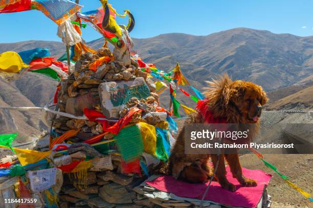 closeup of tibetan mastiff - tibetan mastiff stock-fotos und bilder