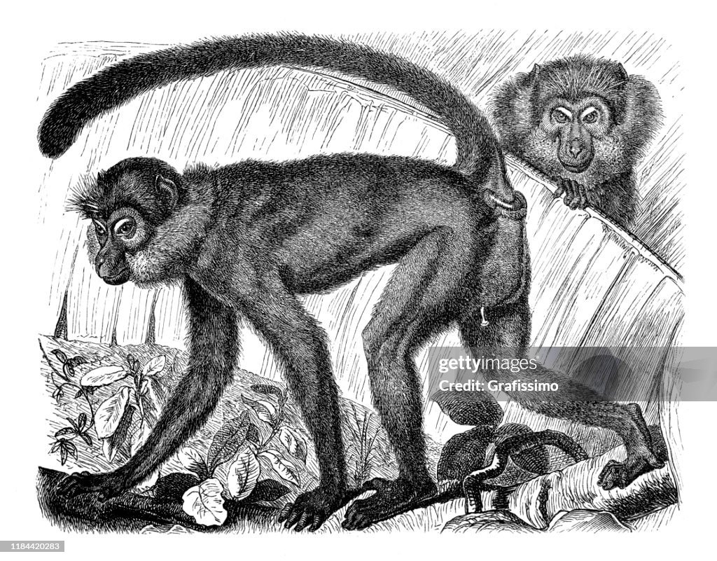 Vervet Monkey or Cercocebus illustration
