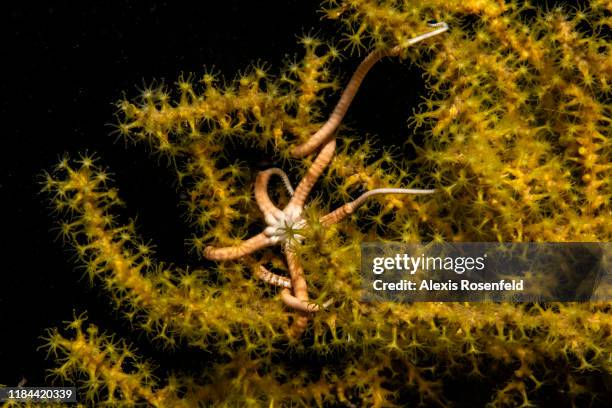 Brittle star on a sea fan all polyps deployed on September 16, 2019 off the French Guyana.