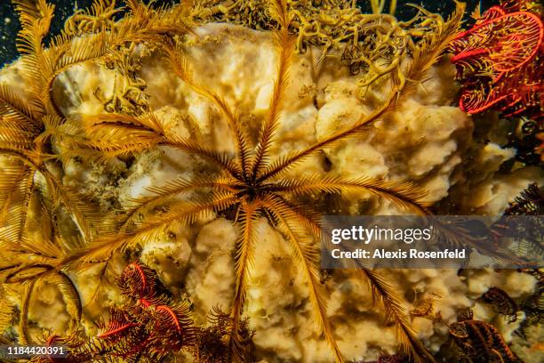 View of different species representing a deep ecosystem at 110m depth on September 24, 2019 off the French Guyana.