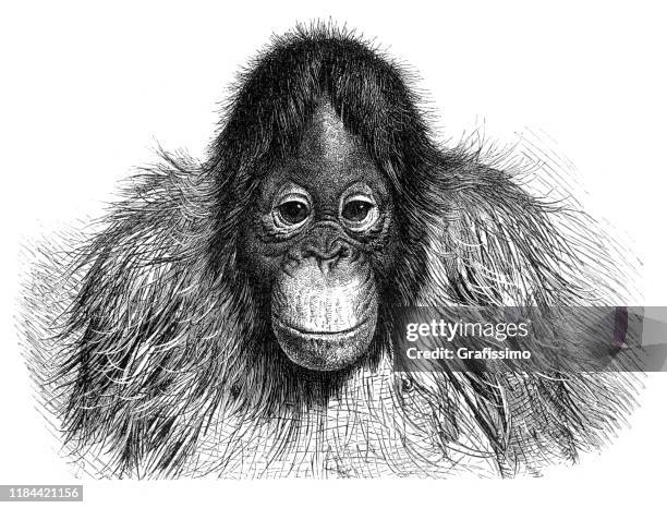 346点のオランウータンイラスト素材 Getty Images 346点のオランウータンイラスト素材 Getty Images