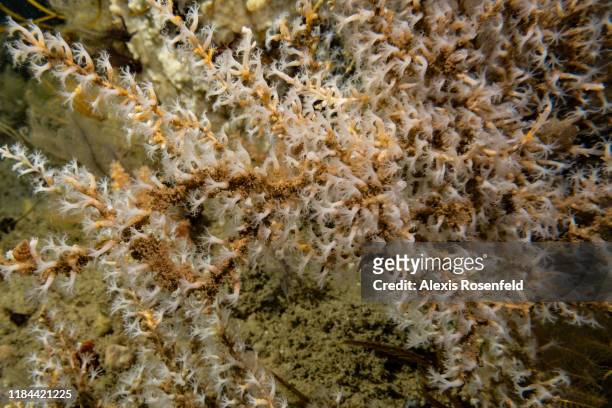 Gorgonian Seafan Coral polyps open and feeding at 104m depth on September 24, 2019 off the French Guyana.