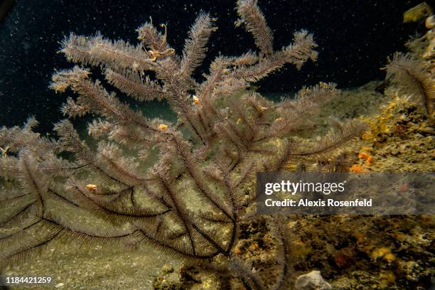 View of black coral at 110m depth on September 22, 2019 off the French Guyana.