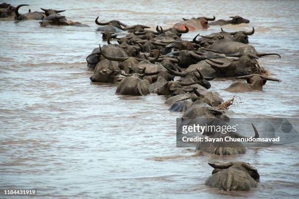 water buffalo, thale noi, phatthalung - thale noi stock pictures, royalty-free photos & images