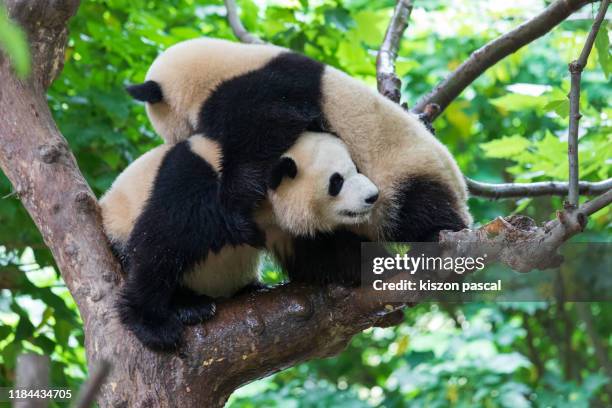 two giant pandas are playing in the tree during day - reuzenpanda stockfoto's en -beelden