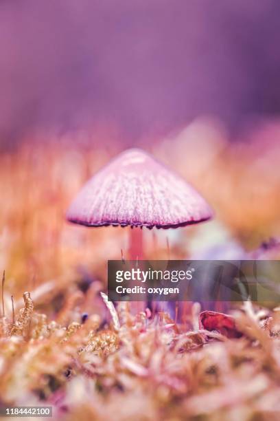 tiny not edible violet mushrooms in macro shot - acid stockfoto's en -beelden