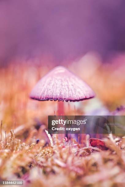 tiny not edible violet mushrooms in macro shot - lsd stock pictures, royalty-free photos & images