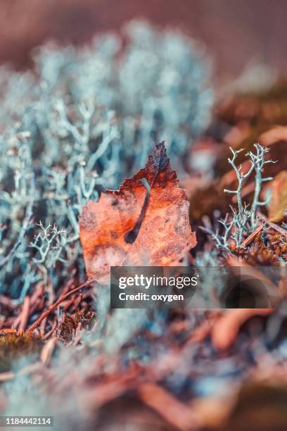 fallen autumn leave on blue moss - lichen stock pictures, royalty-free photos & images