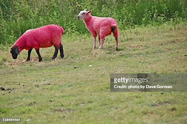 pink sheep - latitude festival day 2 stock-fotos und bilder