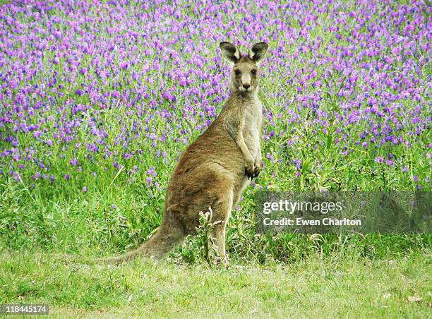 kangaroo - kangaroo stock pictures, royalty-free photos & images