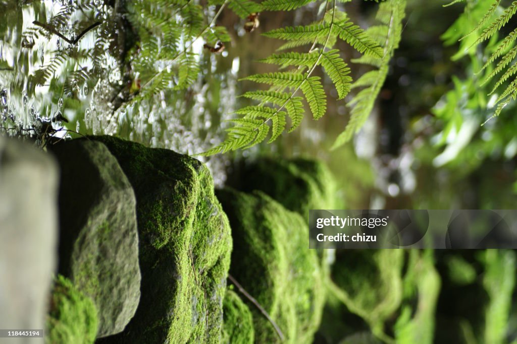 Green moss and small stream