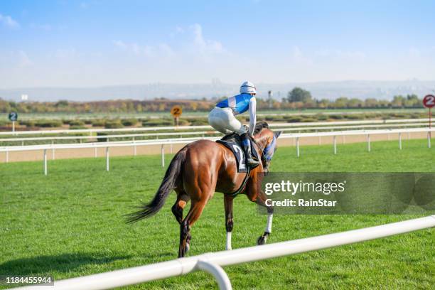 race horse on the grass track. - the race stock pictures, royalty-free photos & images