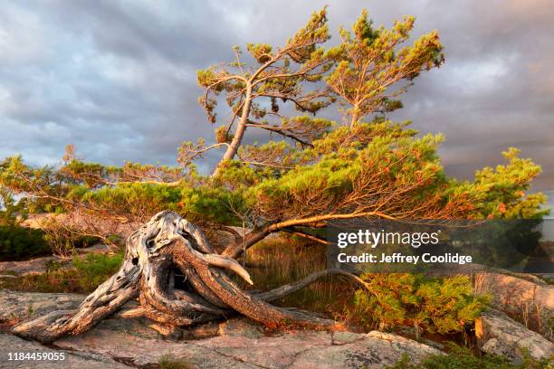 twisted tree at killbear provincial park, lake huron, ontario, canada - killbear provincial park stock pictures, royalty-free photos & images