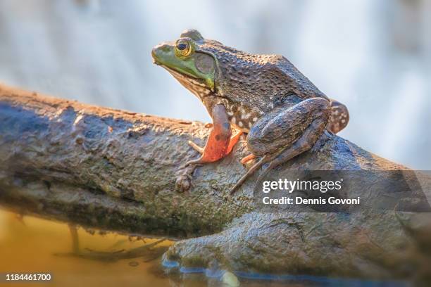 bull frog - bullfrog - fotografias e filmes do acervo