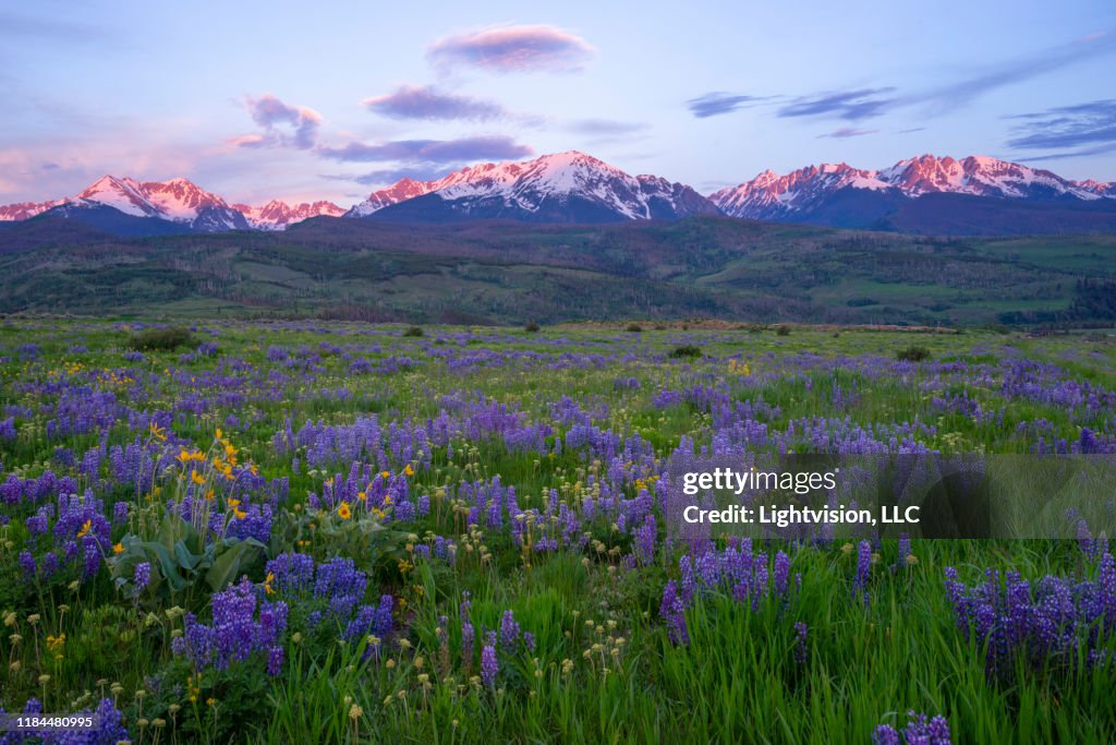 Spring In Coloradodesktop Flowers And Mountains In Silverthorne Colorado High-Res Stock Photo ...