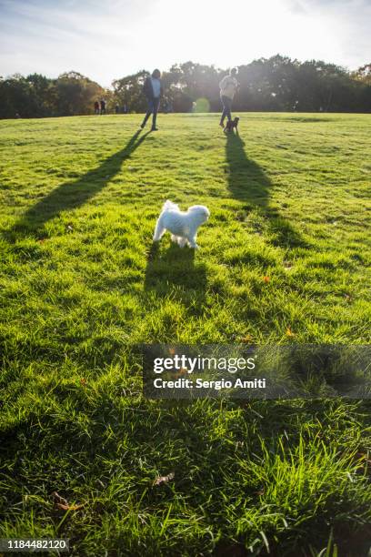 bichon frise dog in public park - frise stock pictures, royalty-free photos & images