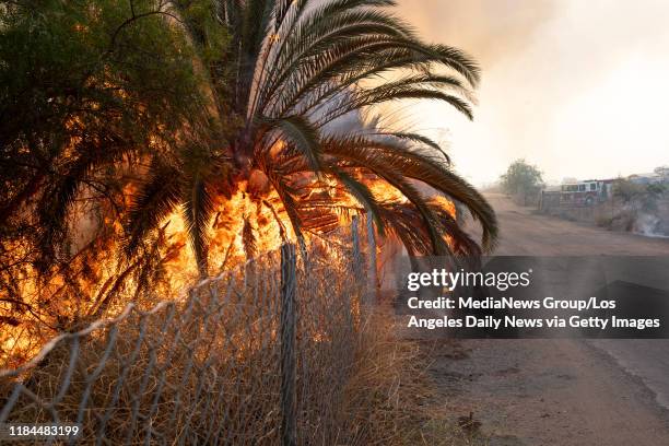 Flames erupt in palm trees along Tierra Rejada road as the Easy fire swept into the area Wednesday, October 30, 2019.