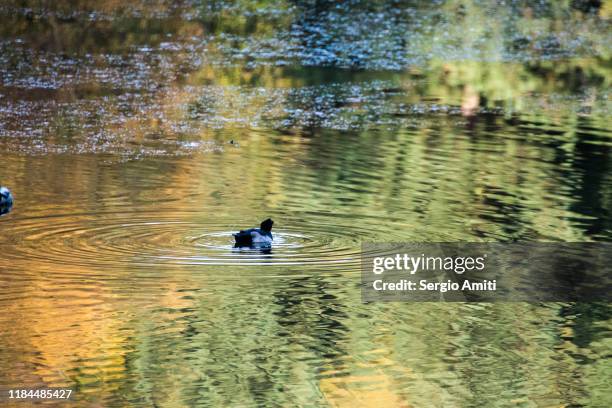 duck in a pond with autumn colours reflections - london bird view stockfoto's en -beelden